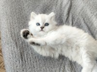Boncuk gözlü british longhair bebekler serisi
