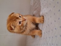 Scottish Fold Gold yavrumuz
