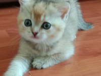 Safkan British Shorthair Yavrular
