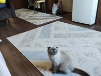 Scottish Fold Blue Point 9 Aylık Dişi
