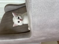 Birbirinden güzel British Shorthair yavrular