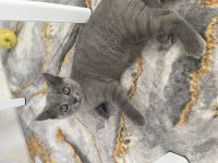 British shorthair