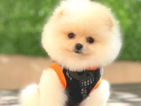 Pomeranian boo bebeklerim