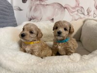 Kusursuz Güzellikteki Maltipoo Yavrularımız