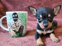 Minyatür pinscher bebeklerim