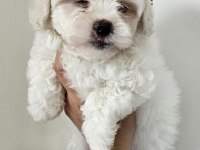 Maltese bebekler