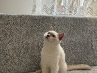 British shorthair yavrumuza yeni yuva arıyoruz