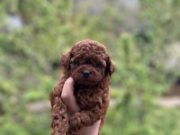 Toy Poodle Yavrular Safkan Irk Garantili