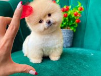 ORJİNAL GÜLER YÜZLÜ MALTİPOO YAVRUM