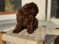 Redbrown toy poodle yavrularımız ziyarete açık