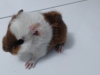 Kaliteli ırk garantilidir 4 adet guinea pig