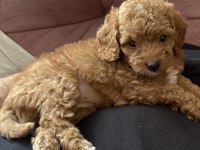MALTİPOO UAVRULARI