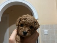 2 Dişi ve 2 Erkek kırmızı kahve renk minyatür poodle