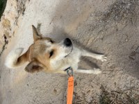 1 yaşında akita inu uysal sosyal oyuncu