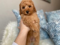 ORJİNAL KOYU APRİCOT TOY POODLE YAVRUM