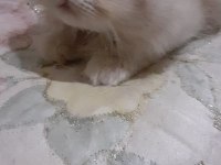 2 aylık iran kedisi yavrular