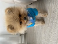 Pomeranian boo