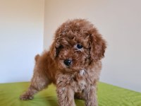 Redbrown Toy Poodle Yavrular