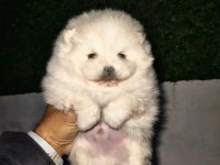 Pomeranian Boo Yavru Köpeğimiz