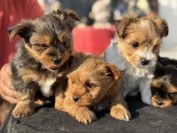 Show kalite tea cup morkie yavrularımız
