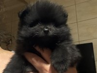 Pomeranian bebeğim Türkiyede az bulunan renk UYGUN