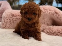Orjinal Red Toy Poodle Erkek Dişi Yavru Puppy Dp Aşılı