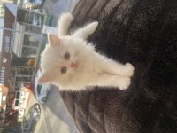 British longhair