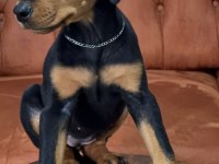 60 Günlük Dişi Doberman