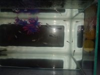 2.5-3 aylık halfblack Lepistes yavrular