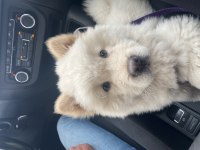 4 aylık chow chow yavrumuzu sahiplendirmek istiyorum