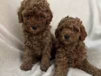 AŞILI WC EĞİTİMLİ TOY POODLE YAVRULAR