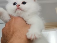 British longhair kalite bakımlı yavrular