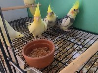 3 Aylık Yavru Sultan Papağanı