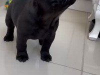 TÜM EXOTIC RENKLERİ TAŞIYAN EXOTIC FRANSIZ BULLDOGLAR