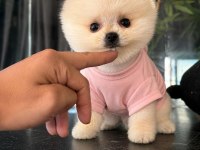 Orjinal Pomeranian Boo