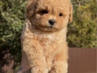 Bal rengi poodle bebekler