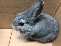 Chinchilla Renk Hollanda Cüce Tavşan
