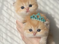 British Shorthair Golden Ny12