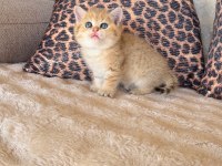 SAFKAN BRITISH SHORTHAİR GOLDEN BEBEKLER