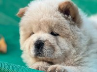 Şahsına münhasır (çin aslanı) chow chow