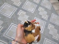 Yavru Ginepigler