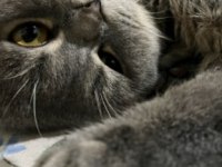 1 yaşında ki oğlumuza yuva arıyoruz scottish fold