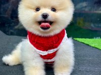 A+Kalite Pomeranian Boo bebekler ayı surat