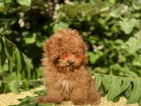 Tüy Dökmez Koku Yapmaz Poodle Yavrular
