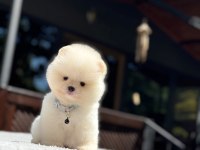 Sevimli Pomeranian Boo Yavrular