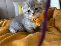 Scottish Fold Erkek Yavrumuza Yuva Uyguna