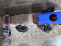 Rus cüce hamster (panda gonzales)