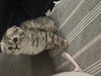 Ücretsiz Erkek Scottish Fold Sahiplendirme