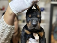 Avrupa doberman yavrular