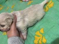 Korekan sıfır Maltese terrier